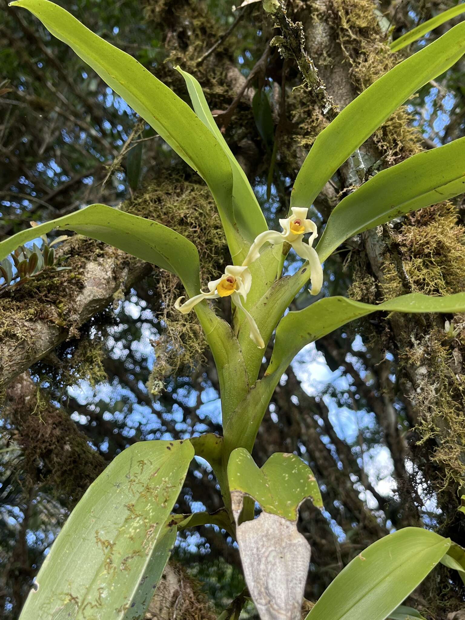 Image of Maxillaria inaudita Rchb. fil.