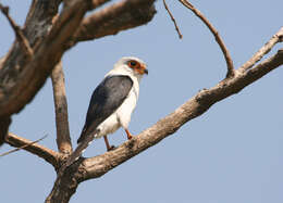 Image of Fielden's Falconet