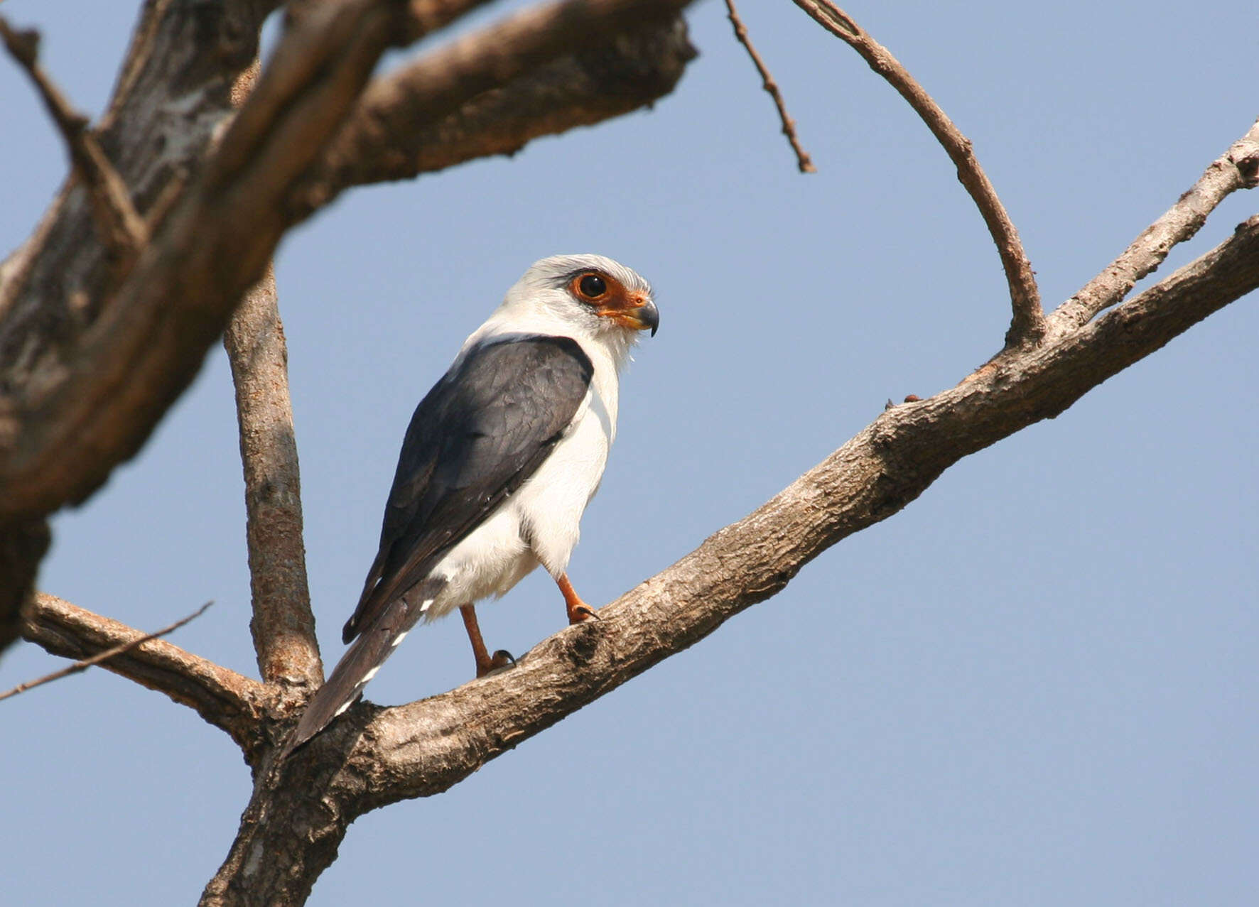 Image of Fielden's Falconet