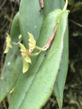 Image of Pleurothallis conicostigma Luer