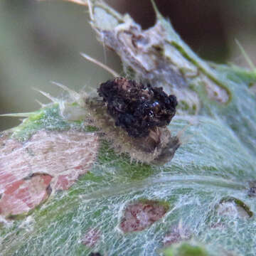 Image of thistle tortoise beetle