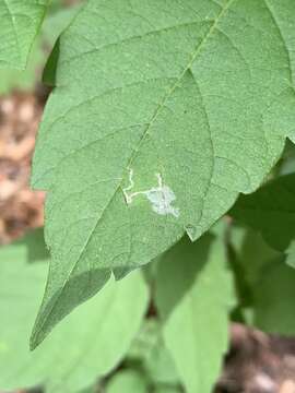 Image of Boxelder Leafroller Moth