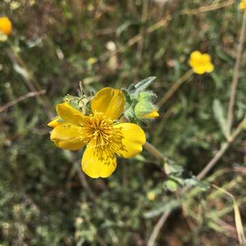 Image of grass blazingstar