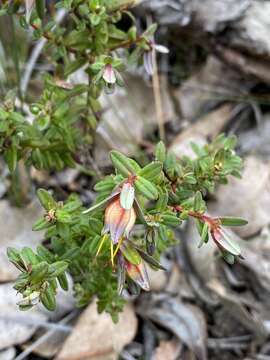 Image of Darwinia citriodora (Endl.) Benth.