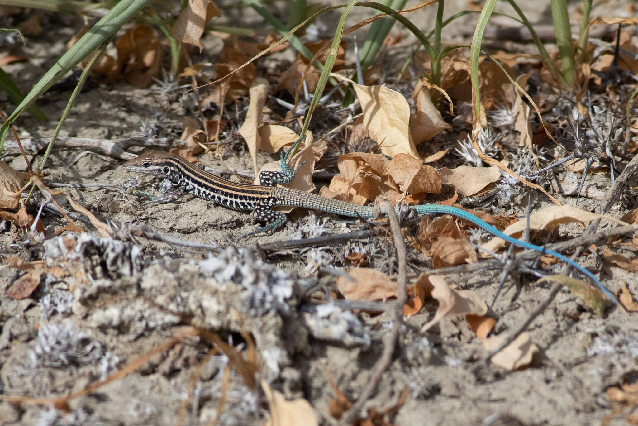 Image of Cerralvo Island Whiptail