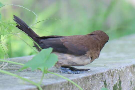 Image of Javan Munia