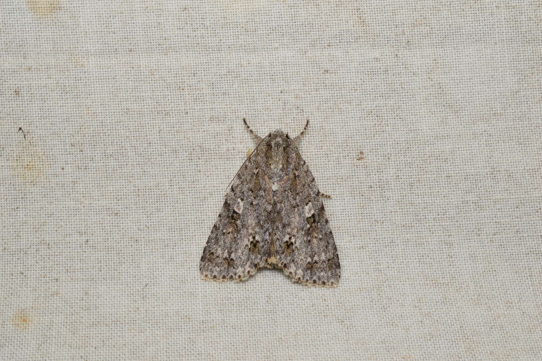 Image of Acronicta albistigma Hampson 1909