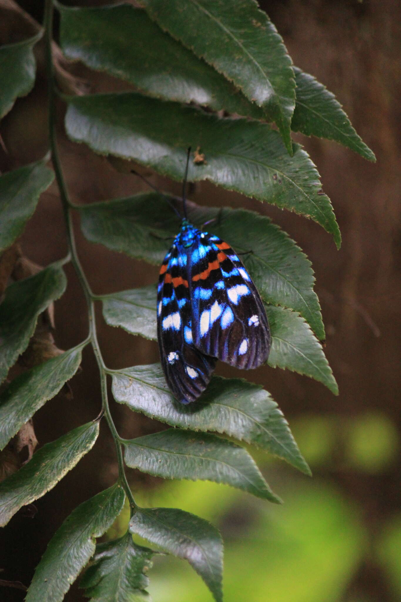 Image of Erasmia