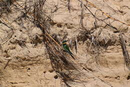 Image of Rainbow Bee-eater