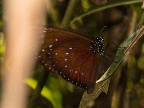 Euploea phaenareta Schaller 1785的圖片