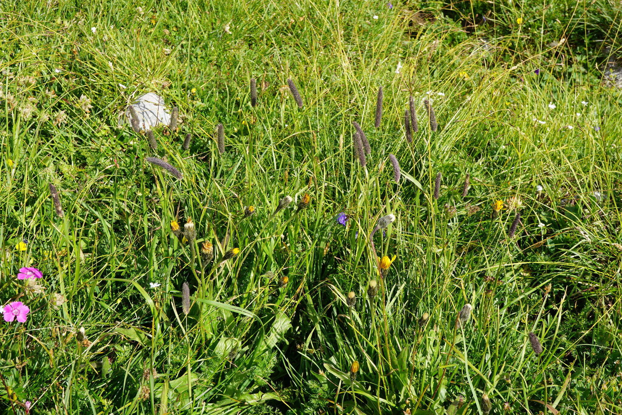 Image of Phleum alpinum subsp. rhaeticum Humphries
