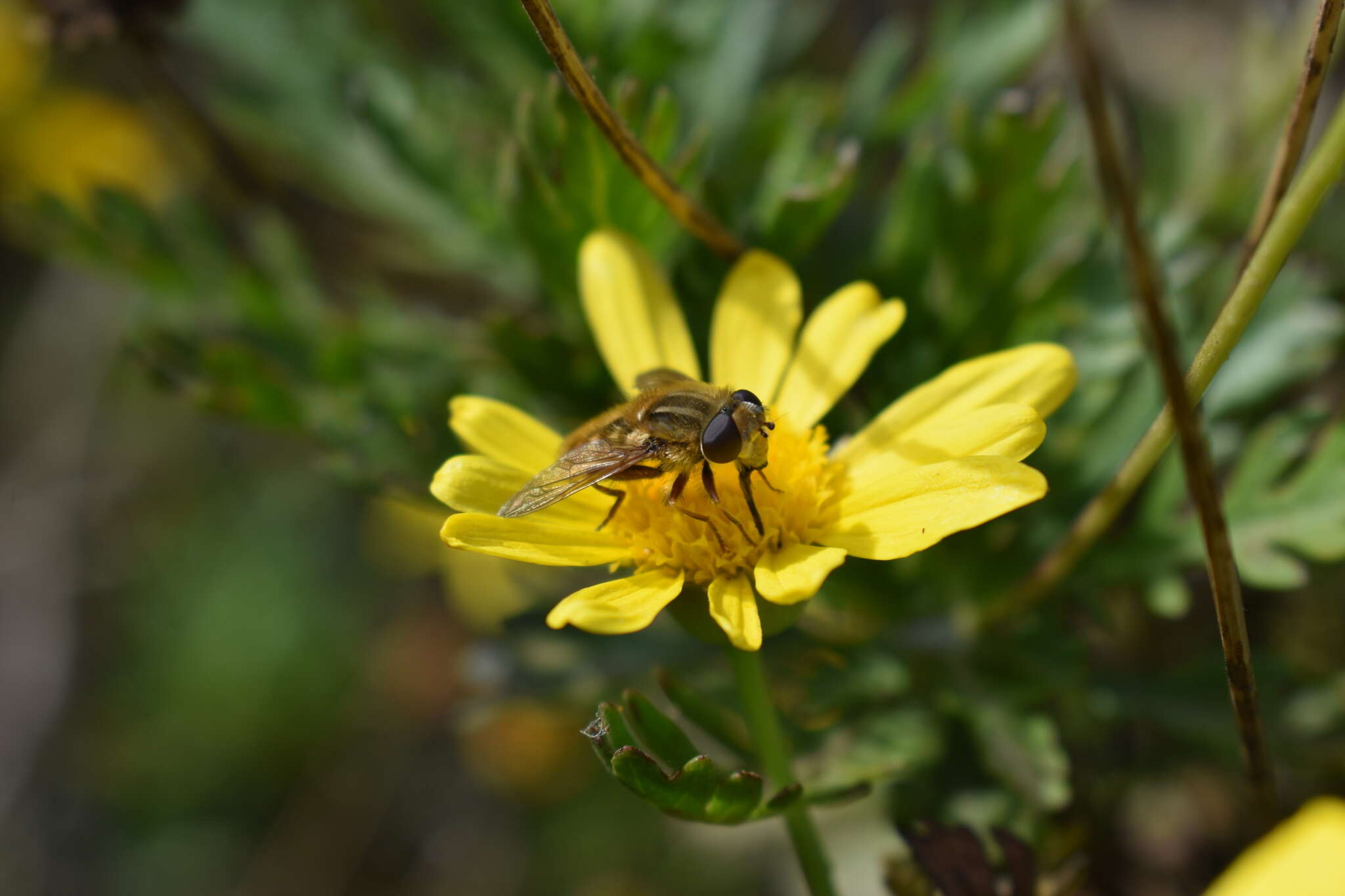 Sivun Dolichogyna chilensis (Walker 1836) kuva