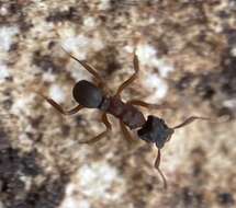 Imagem de Cyphomyrmex rimosus (Spinola 1851)