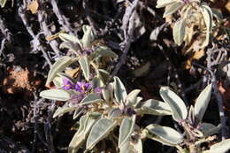 Image of Solanum centrale J. M. Black