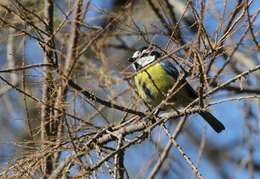 Image of African Blue Tit