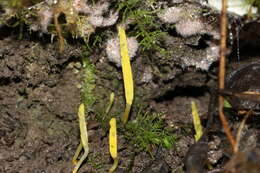 Ramariopsis simplex R. H. Petersen 1988 resmi