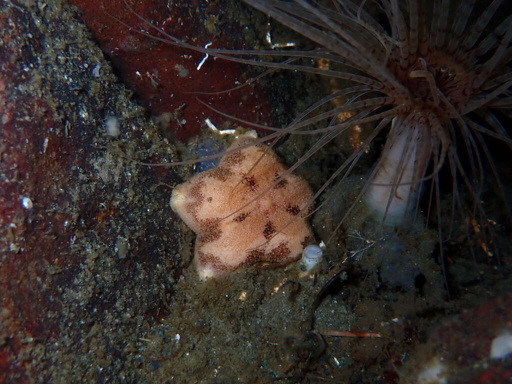 Image of Tesselated slime star