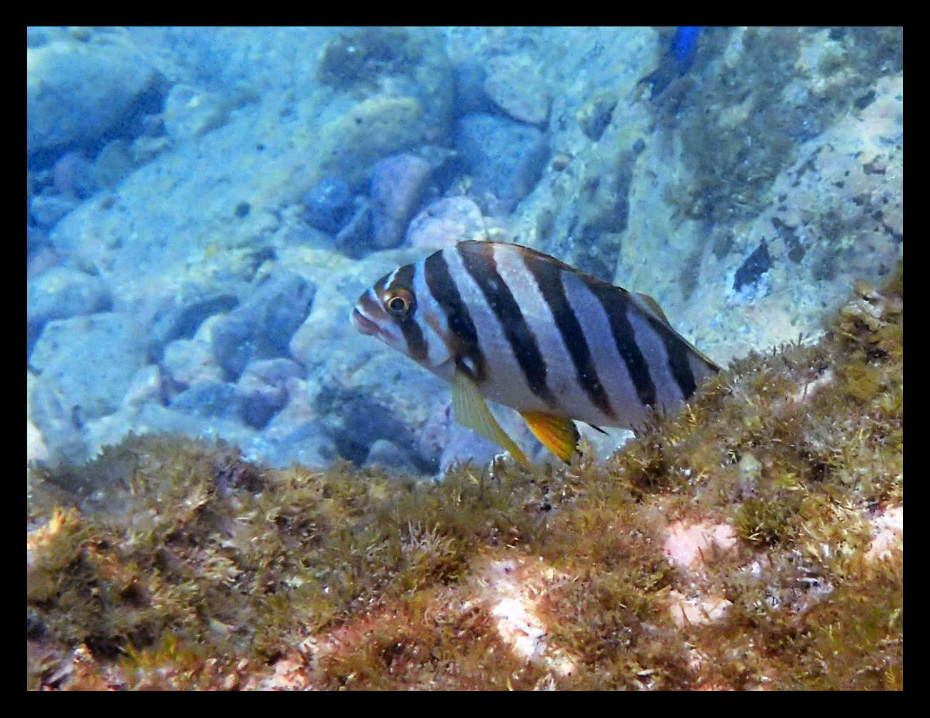 Image of Flag fish