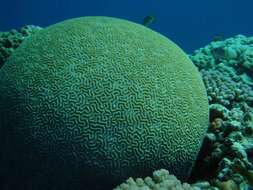 Image of Brain Coral