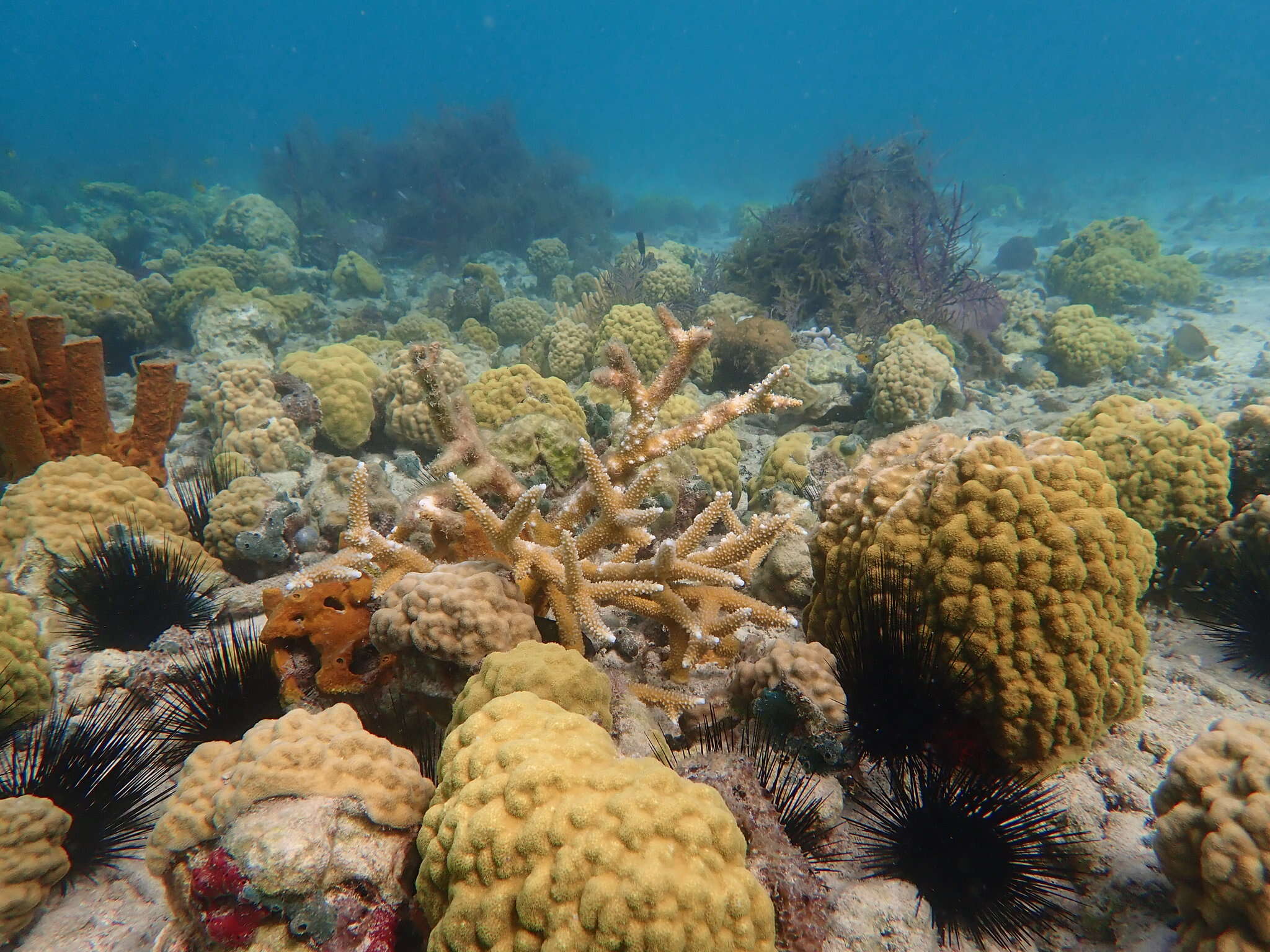 Image of Staghorn Coral