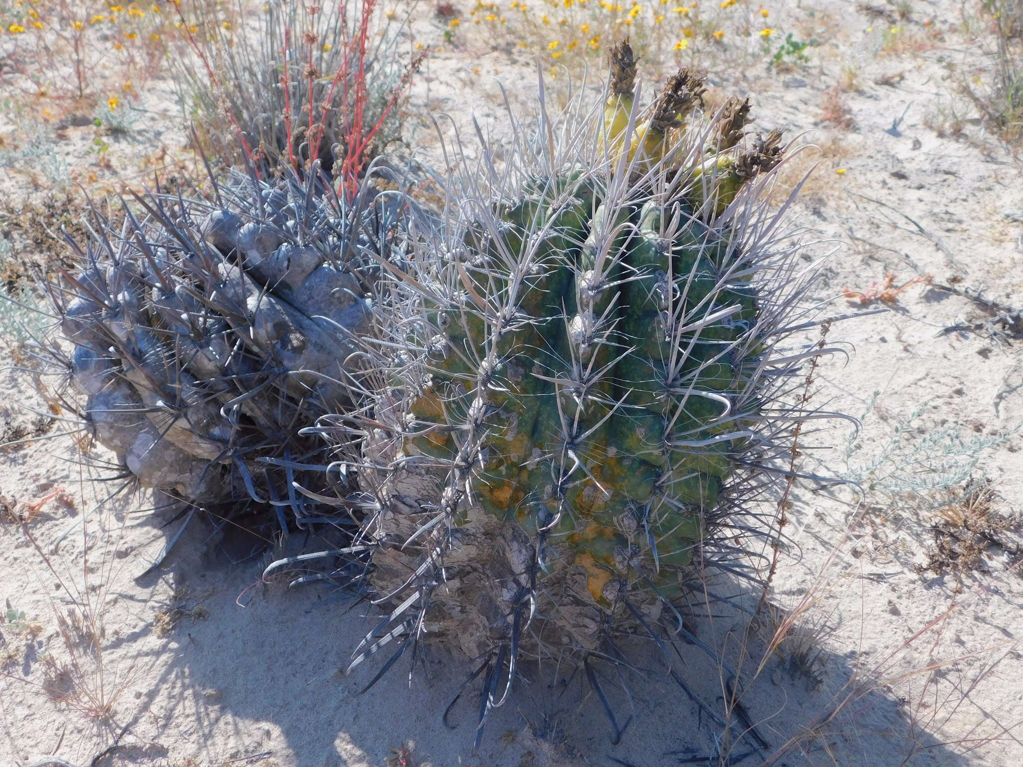 Ferocactus santa-maria Britton & Rose resmi