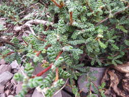 Plancia ëd Polylepis microphylla (Wedd.) Bitter