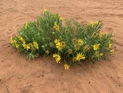 Image of badlands mule-ears