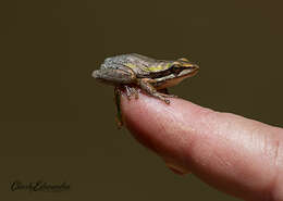 Image de Litoria adelaidensis (Gray 1841)