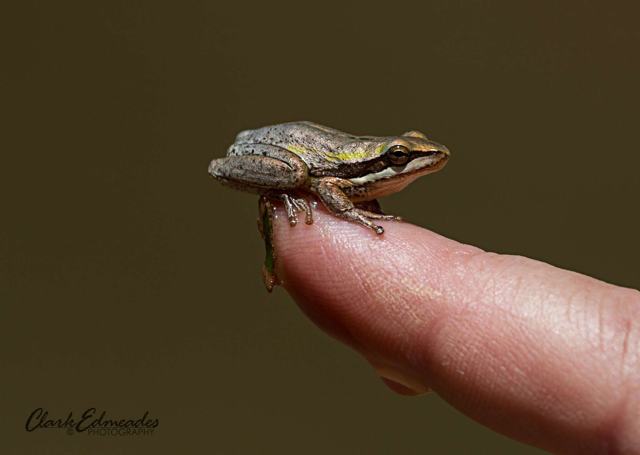 Imagem de Litoria adelaidensis (Gray 1841)