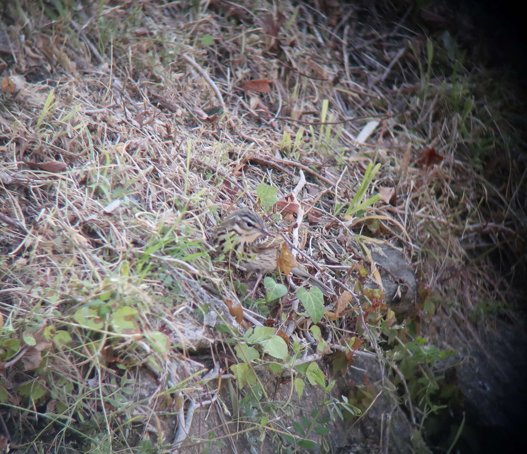 Image of Olive-backed Pipit