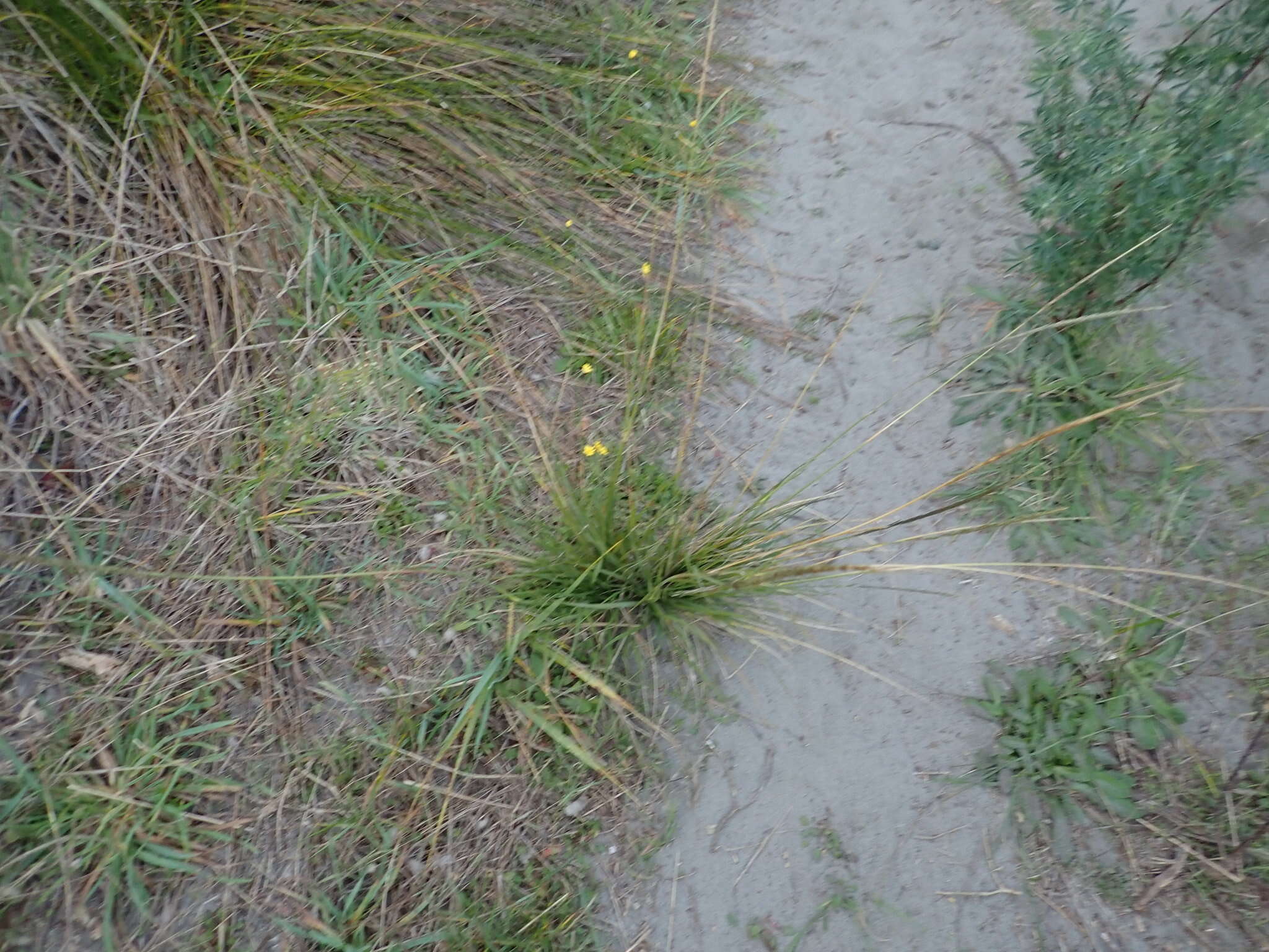 Image of rat-tail grass