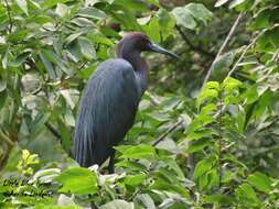 Image of Little Blue Heron