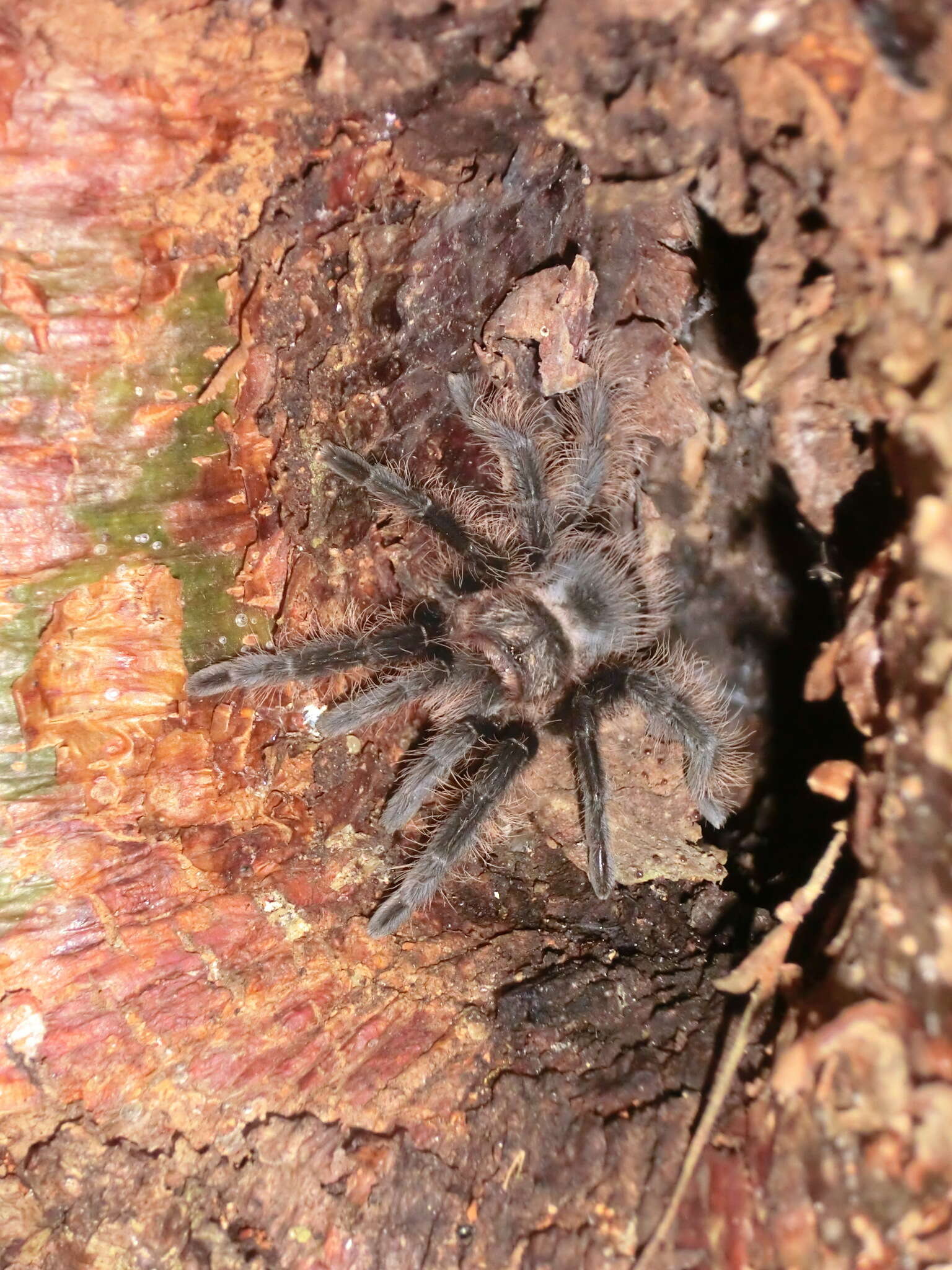 Image of Tliltocatl albopilosus