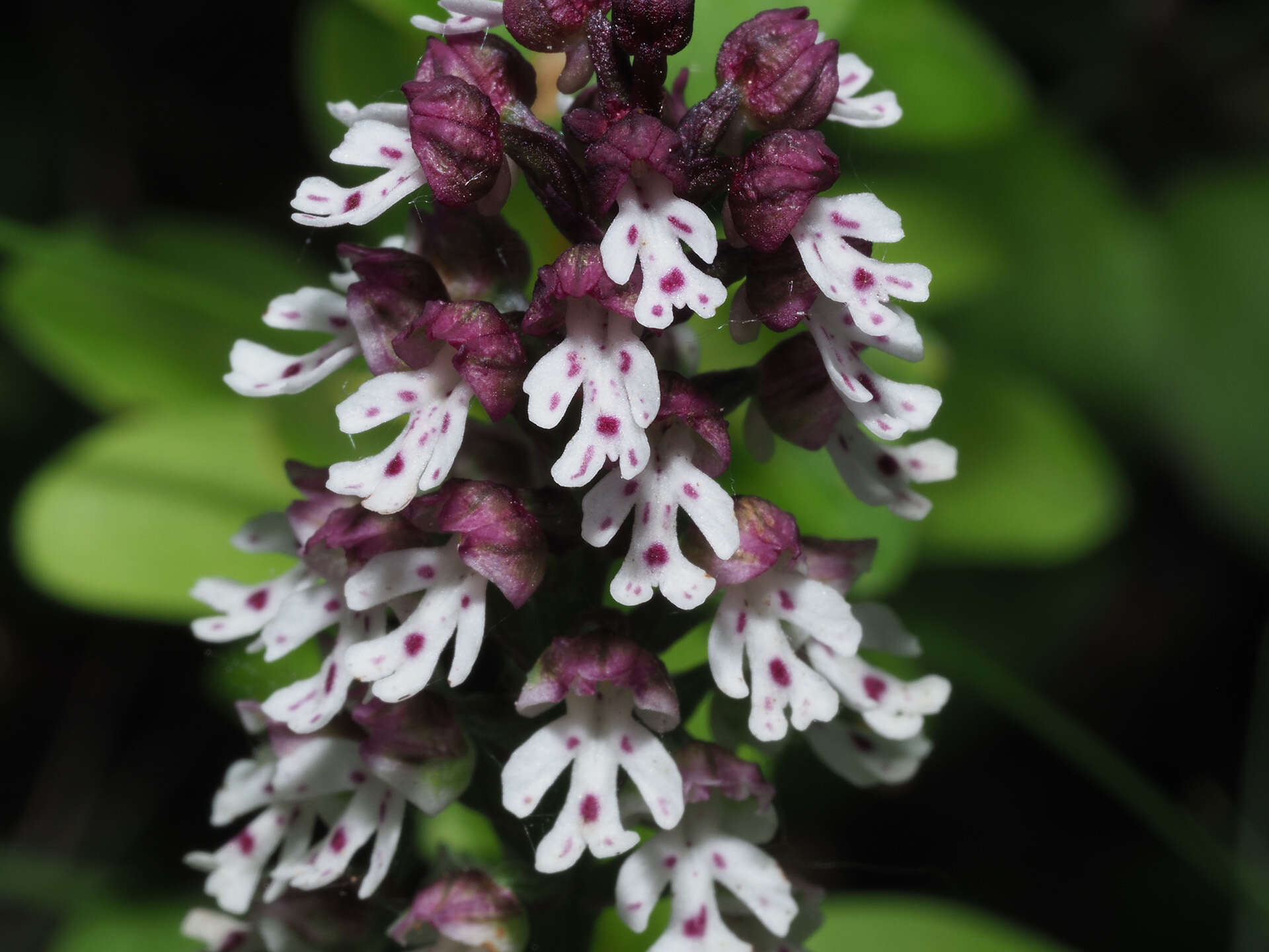 Image of Neotinea ustulata var. ustulata