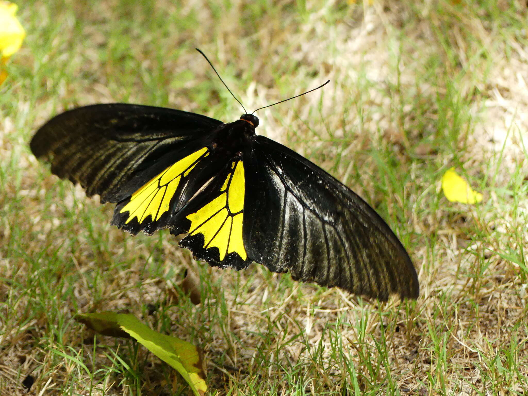 Image of Troides minos (Cramer (1779))