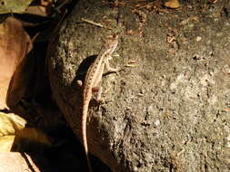 Image of Sceloporus variabilis olloporus Smith 1937