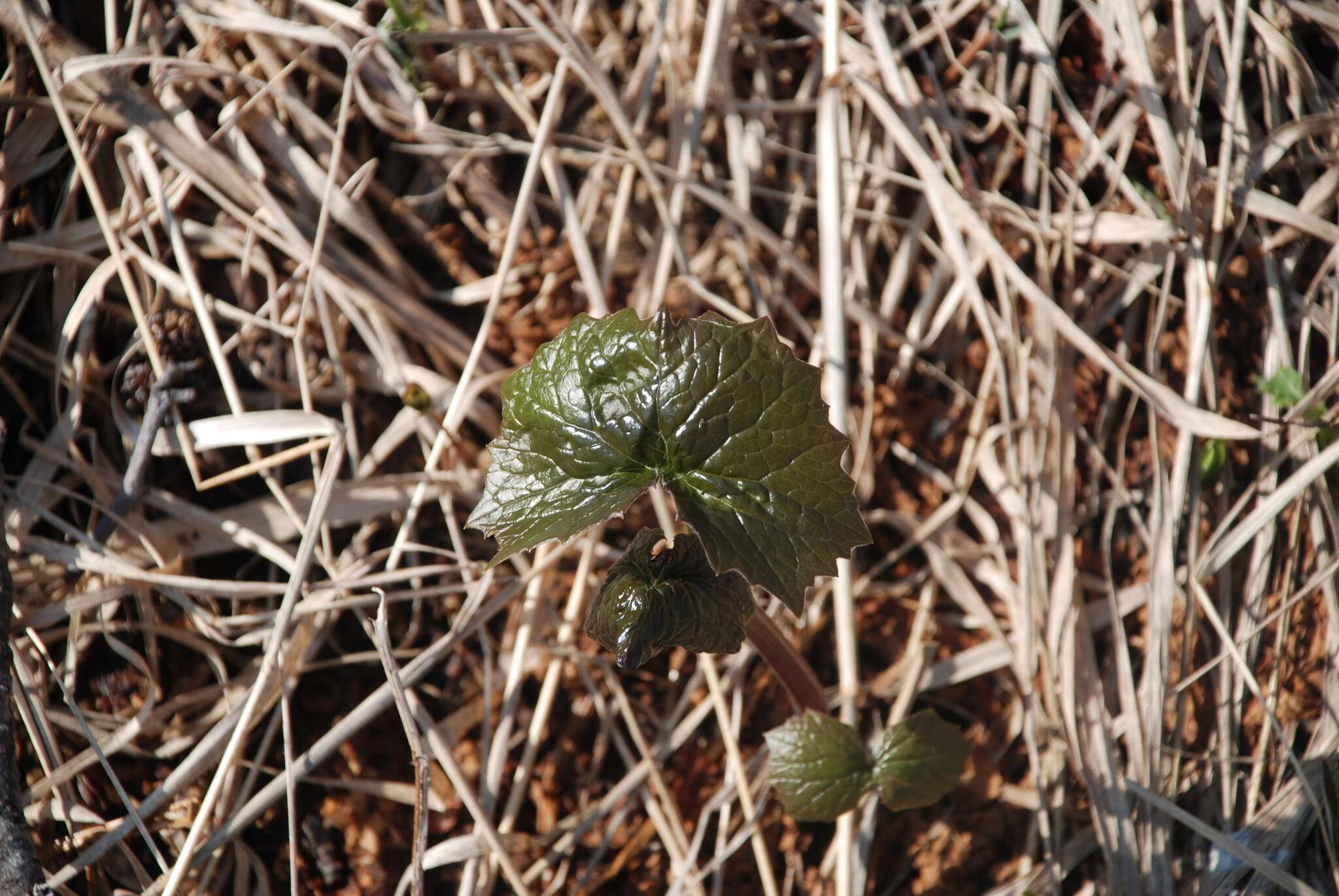 Image of Parasenecio kamtschaticus (Maxim.) Kadota