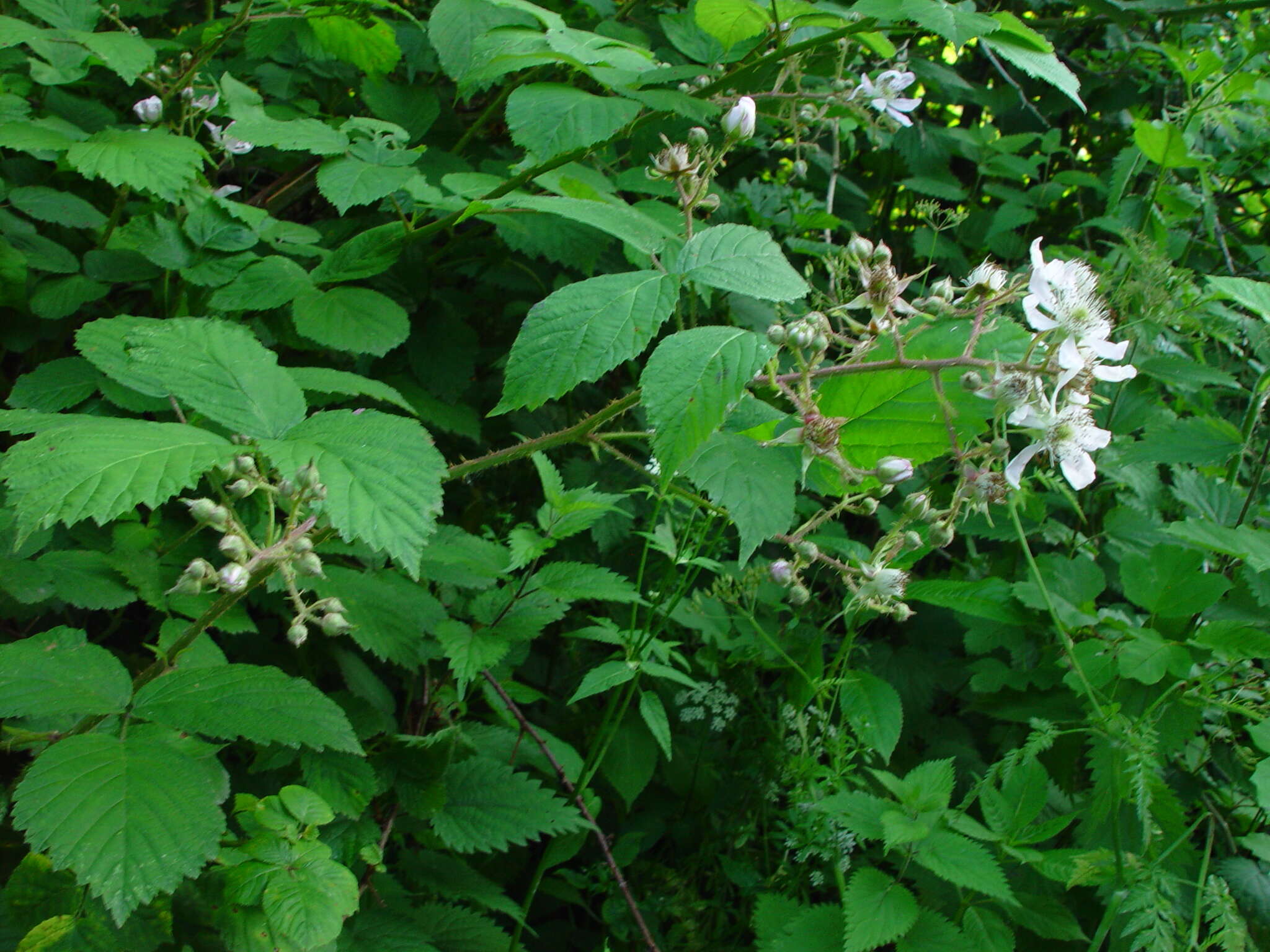 Image of Rubus hylocharis W. C. R. Watson