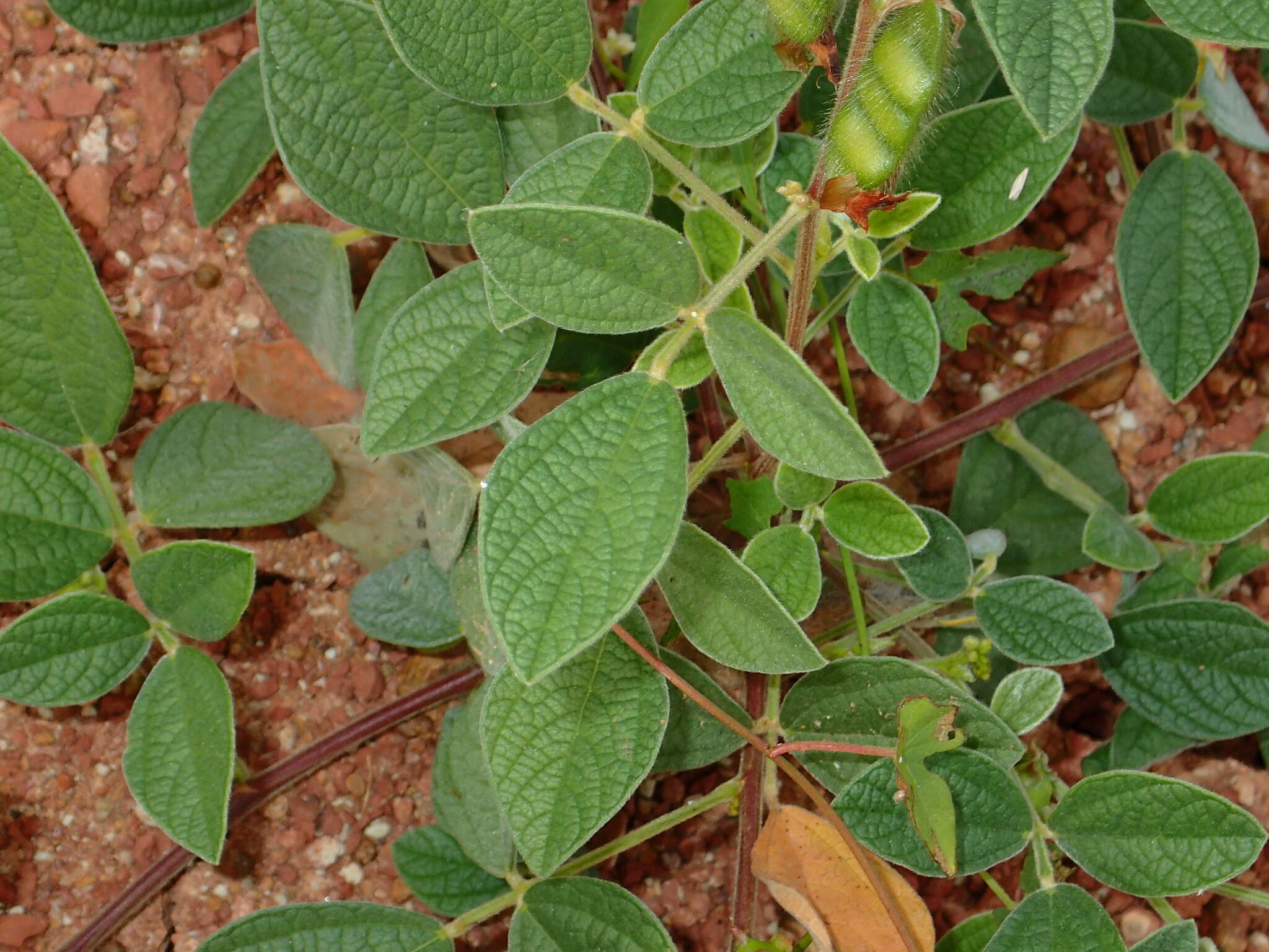 Image of showy pigeonpea