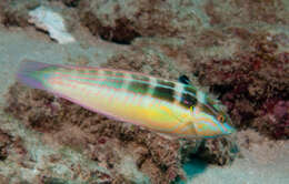 Image of Spot-tail wrasse