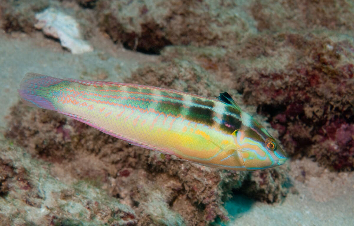 Image of Spot-tail wrasse