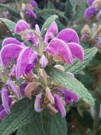 Image of Phlomis herba-venti L.