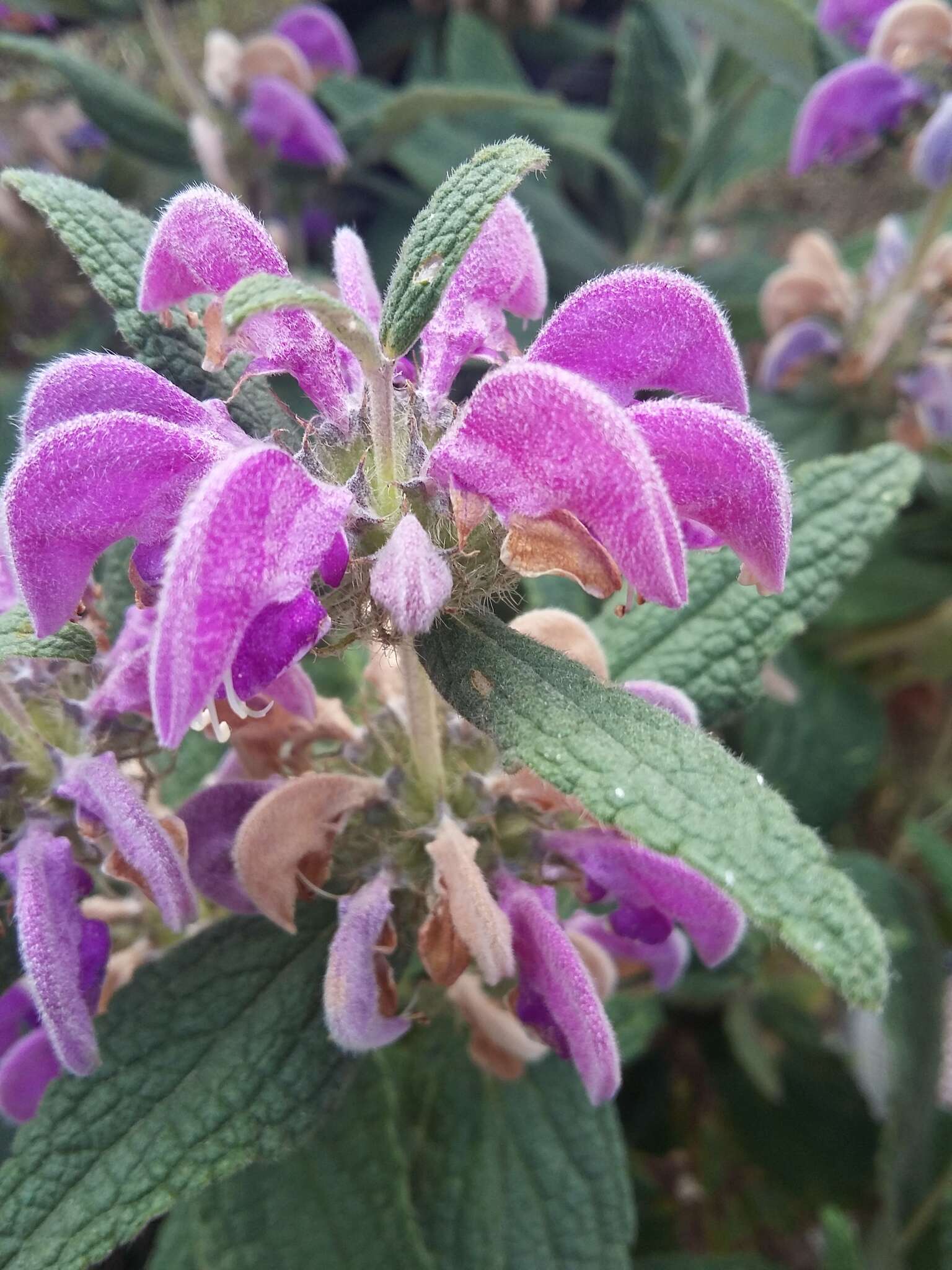 Image of Phlomis herba-venti L.