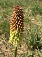 Image of Kniphofia ensifolia subsp. ensifolia