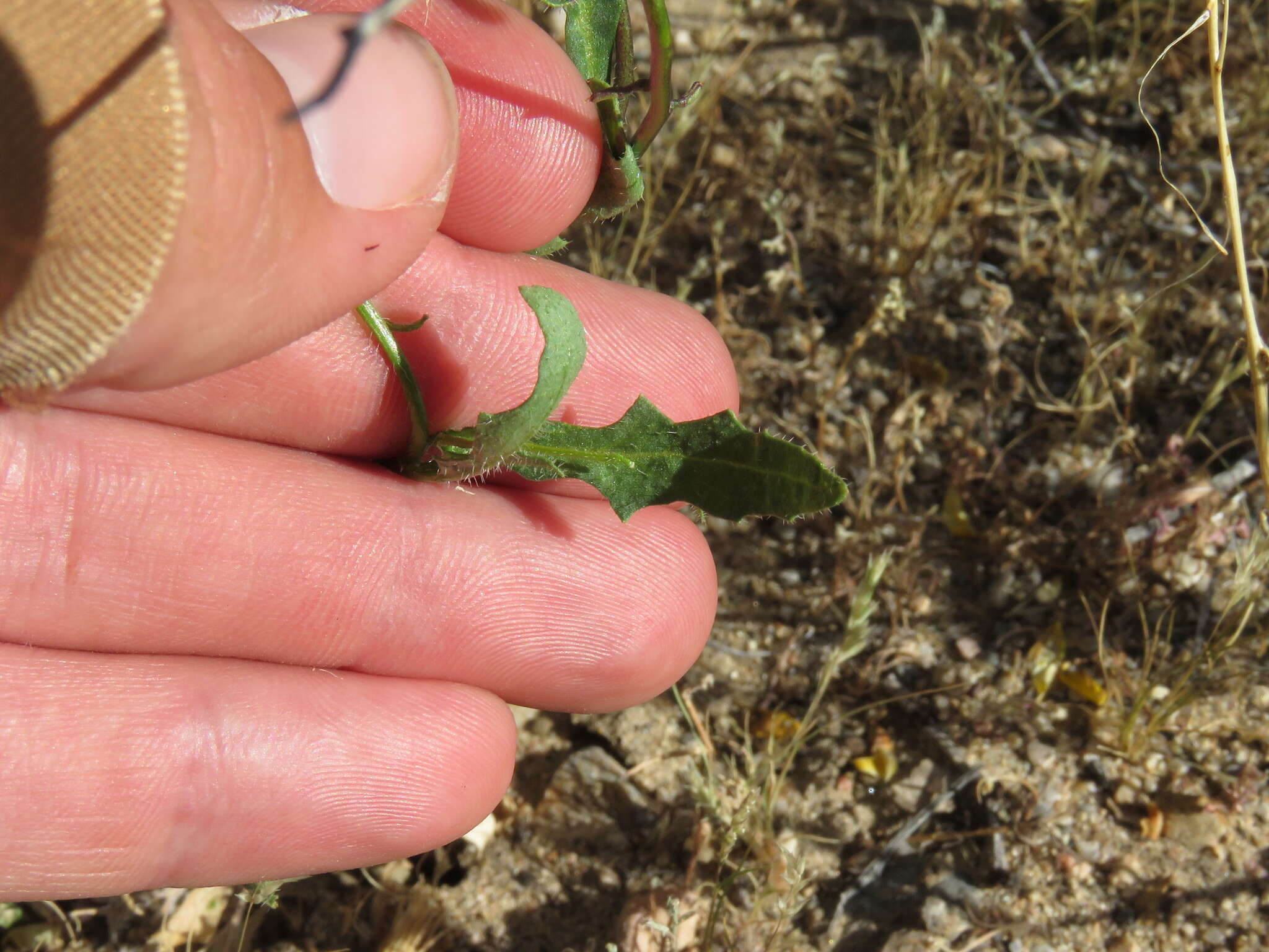 Image de Caulanthus lasiophyllus (Hook. & Arn.) Payson