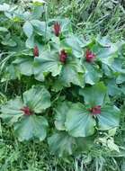 Imagem de Trillium chloropetalum (Torr.) Howell