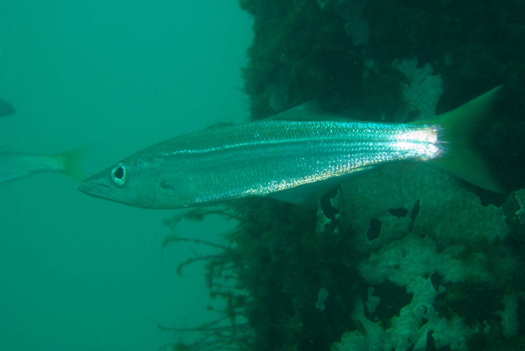 Image of long-finned pike