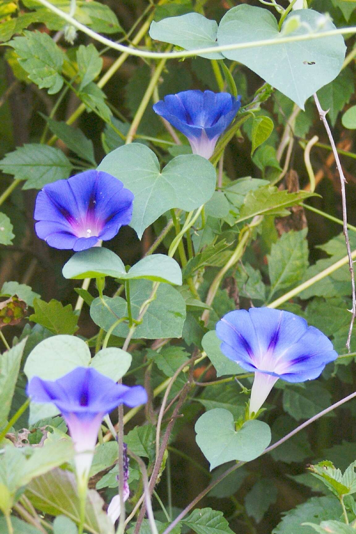 Image of tall morning-glory