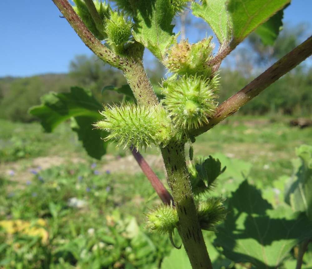 Image of Xanthium orientale subsp. riparium (Celak.) Greuter