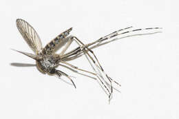 Image de Aedes sollicitans (Walker 1856)